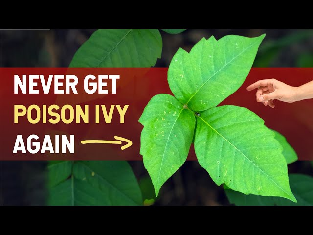 Never Get Poison Ivy Again! The Science Explained