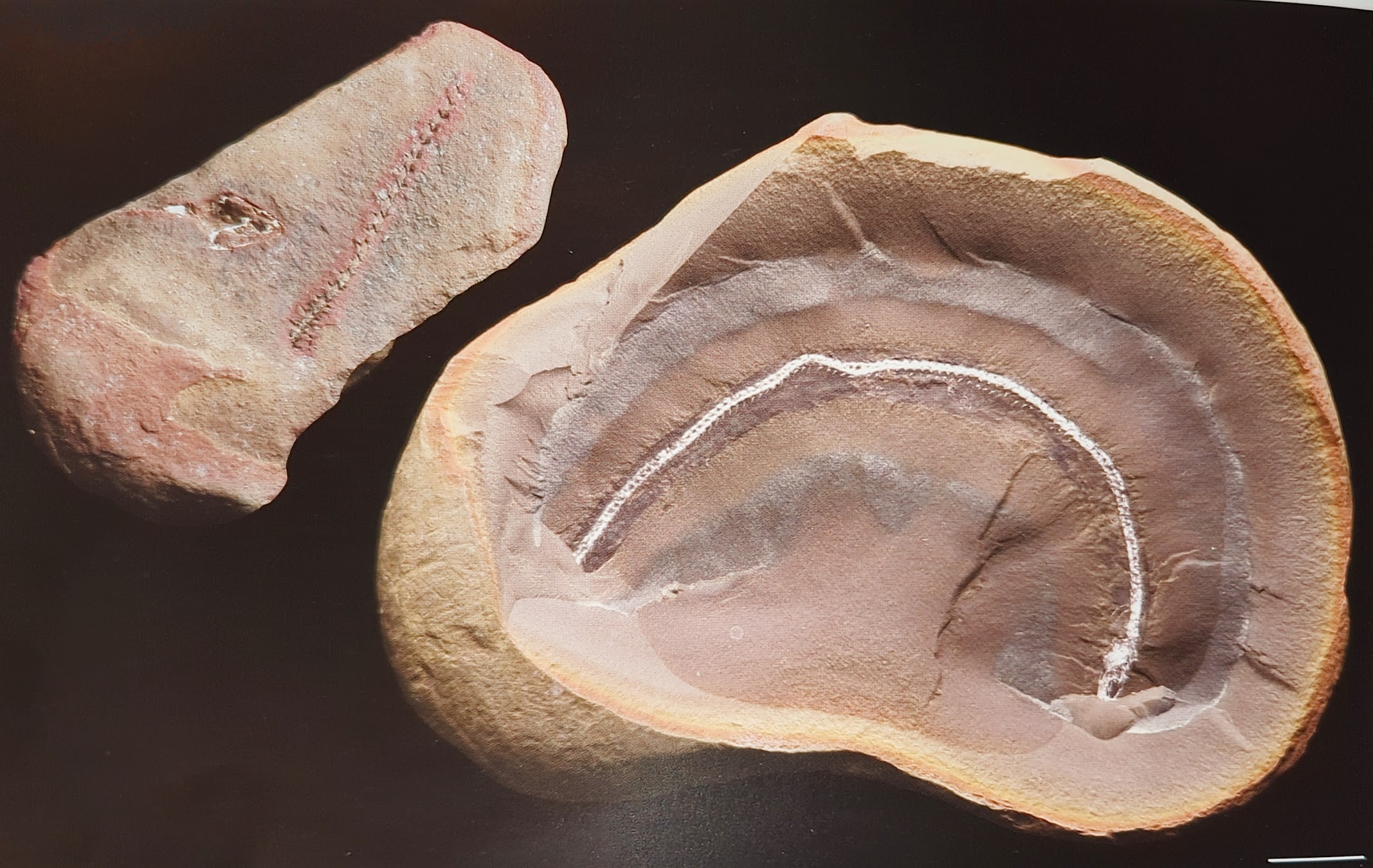 Mazon Monday #167: Phlegethontia longissima