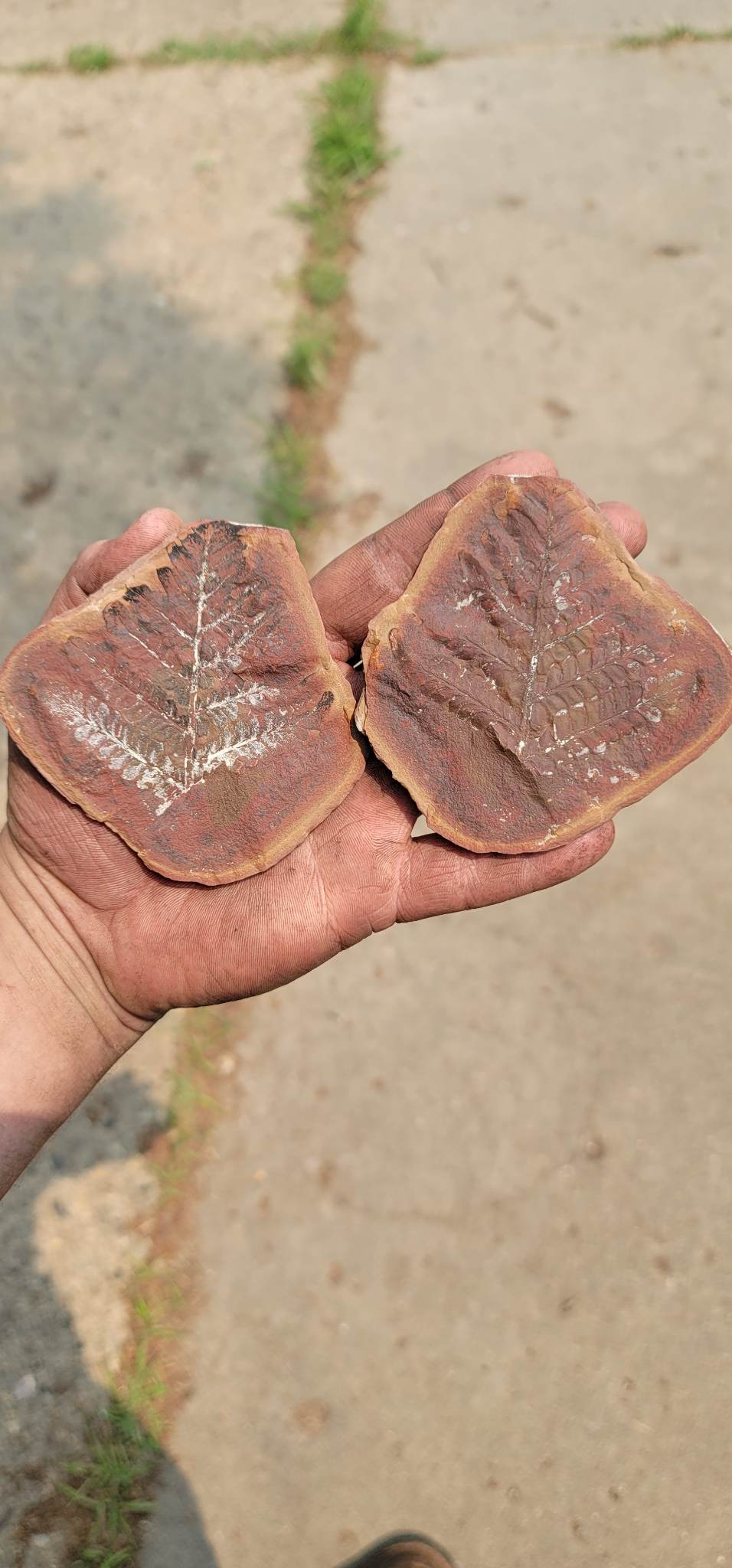 Fossil Friday #167: Reticulopteris munsterii