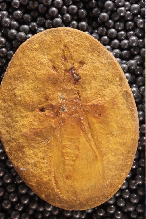 Mazon Monday #168: Miamia bronsoni