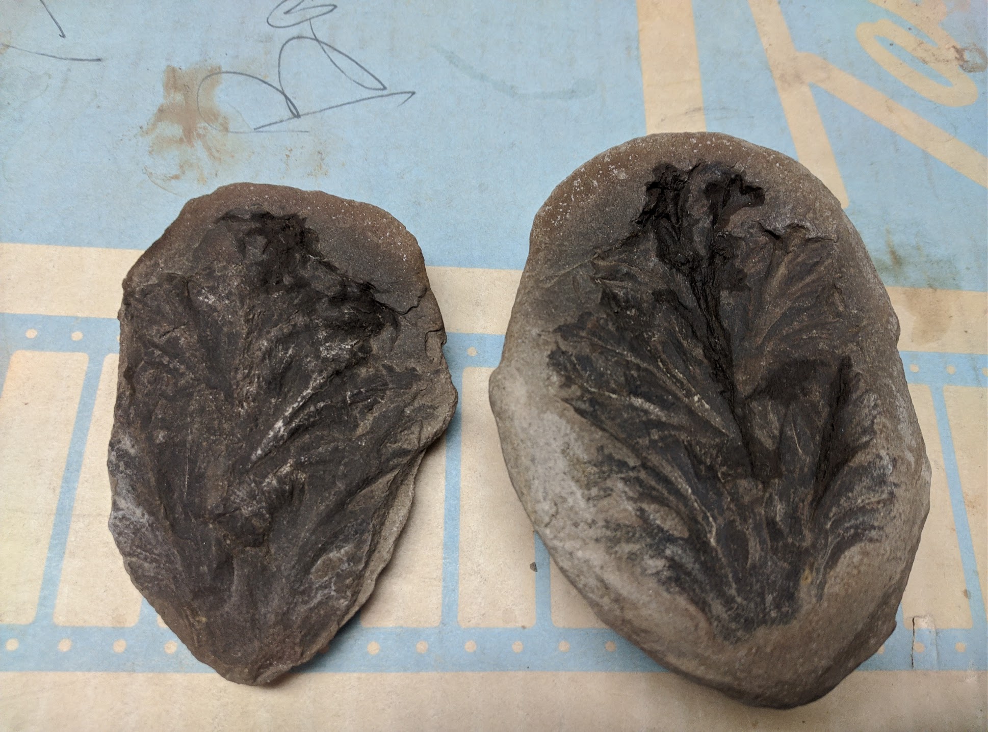 Mazon Monday #170: Rhacophyllum clarkii