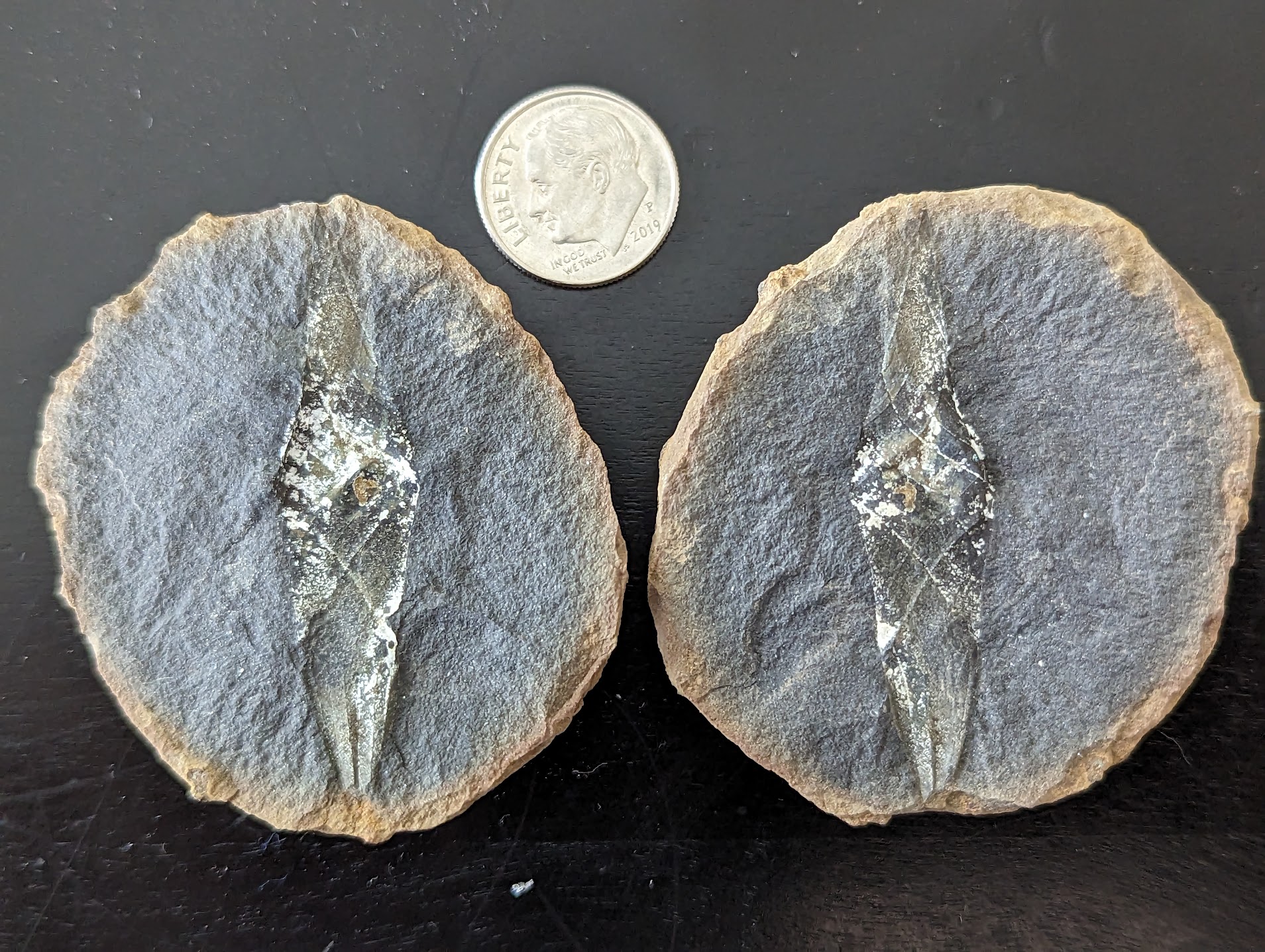 Fossil Friday #163: Mazon Creek Shark Egg Case