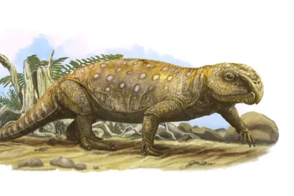 The Sad Story Behind a Fossil’s ‘Grin’