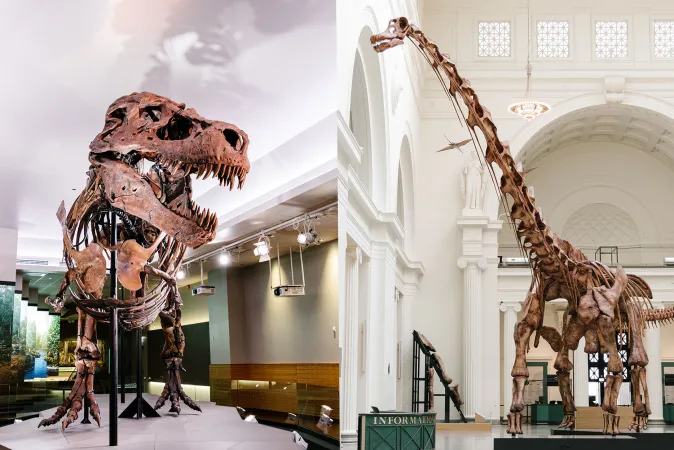 Dino Fest at the Field Museum – Saturday, June 10, 2023 11am-3pm
