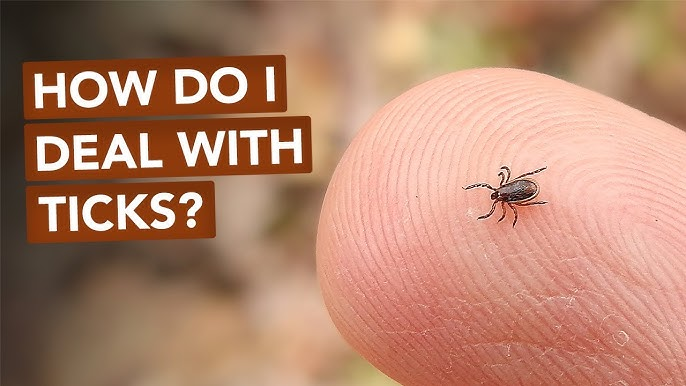 5 Common Tick Myths Debunked: How to Stay Protected from Ticks