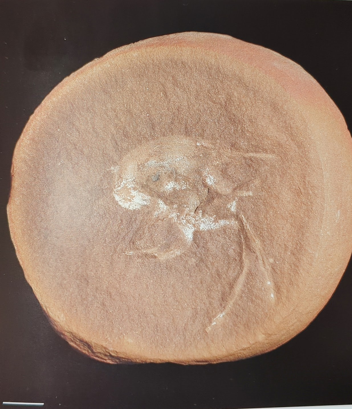 Mazon Monday #174: Flea Shrimp