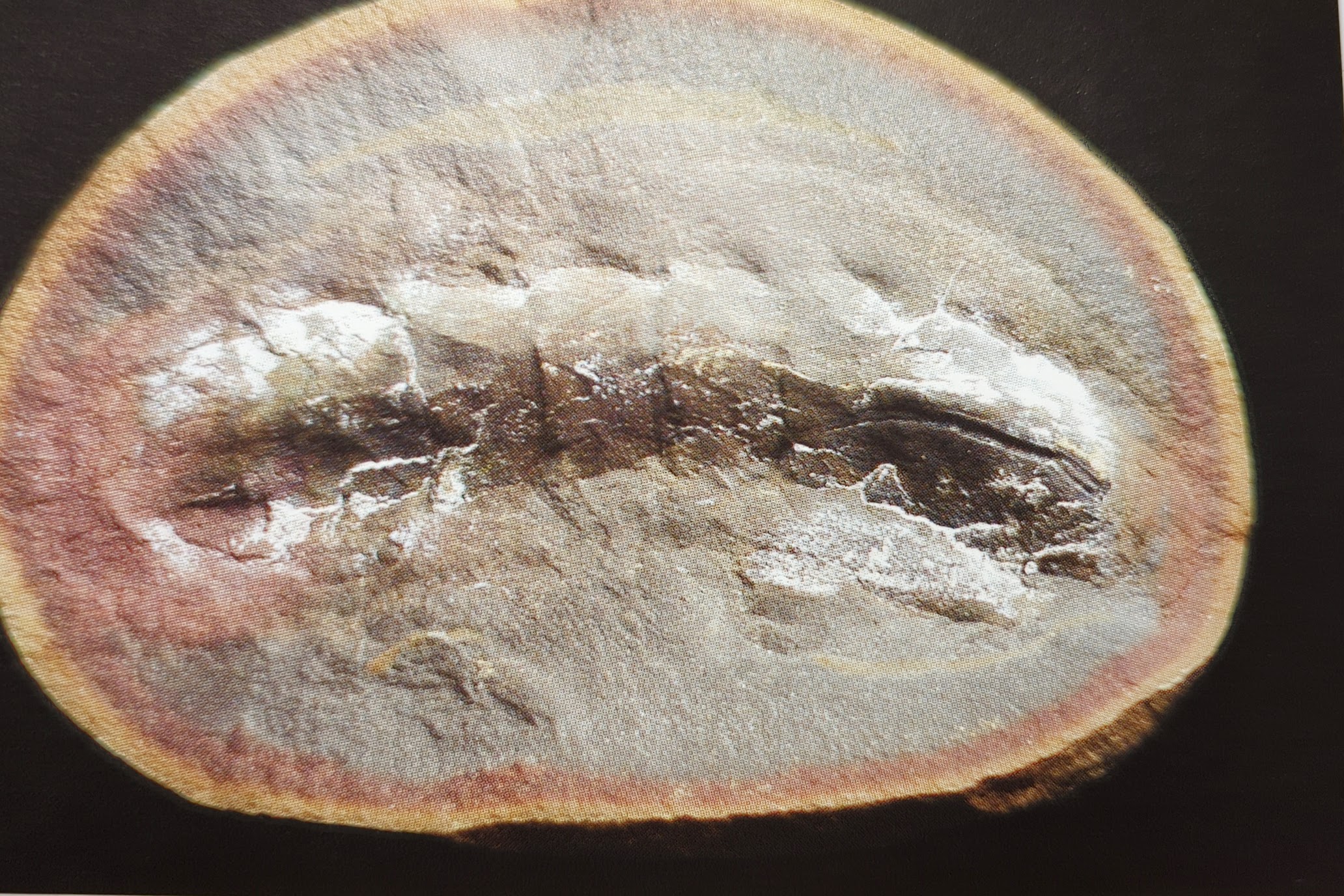 Mazon Monday #175: Glaphurochiton concinnus