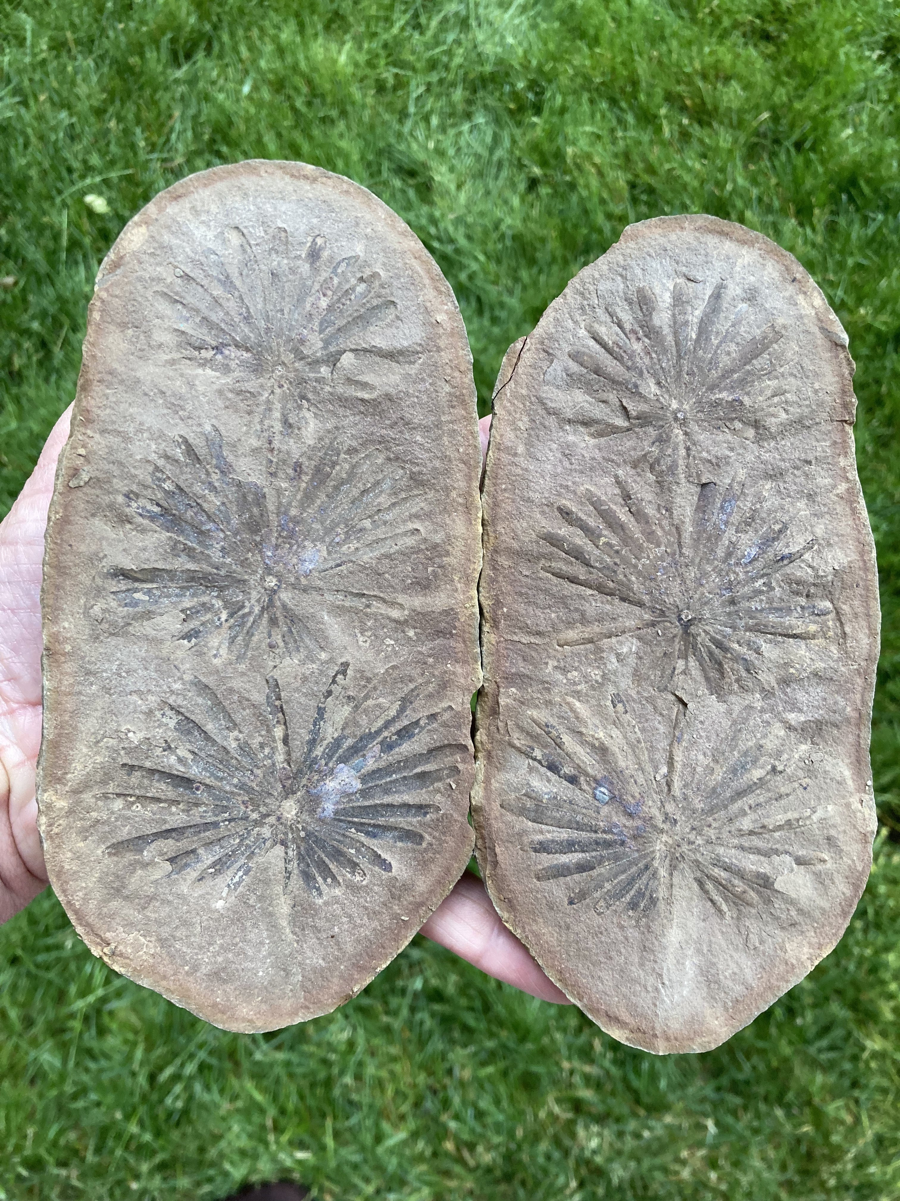 Fossil Friday #171: Mazon Creek Annularia