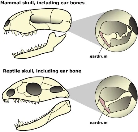 A jaw-dropping conundrum: Why do mammals have a stiff lower jaw?