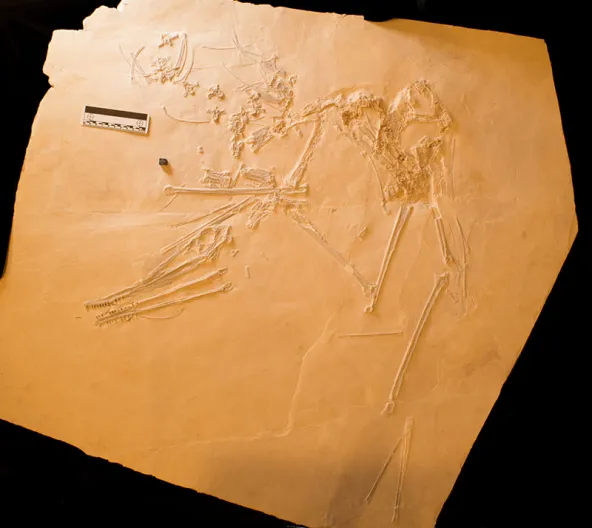 New fossil flying reptile ‘Elvis’ takes flight