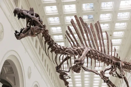 LET’S NAME OUR NEW SPINOSAURUS!