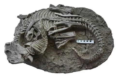 This Fossil Is a Freeze-Frame of a Mammal Fighting a Dinosaur