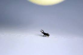 You Really Are a Tick Magnet