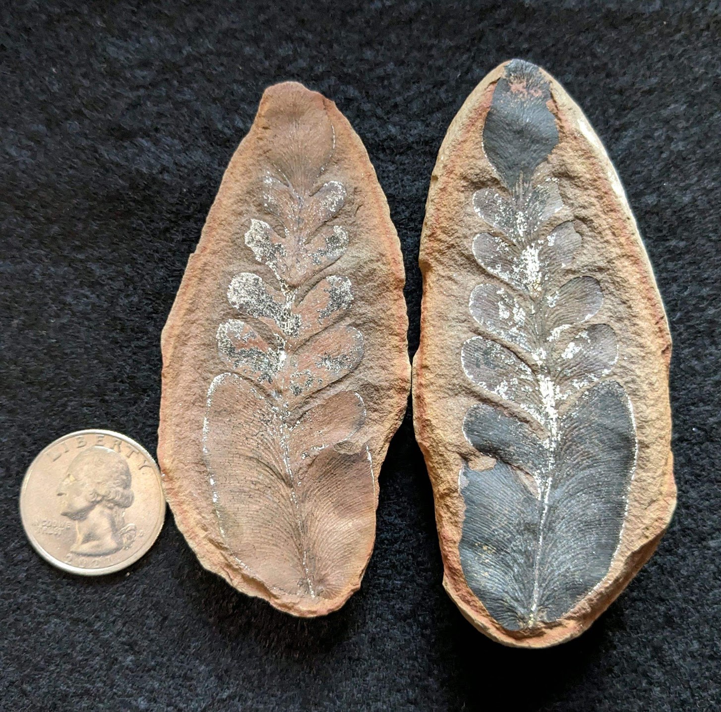 Fossil Friday #169: Odontopteris subcuneata