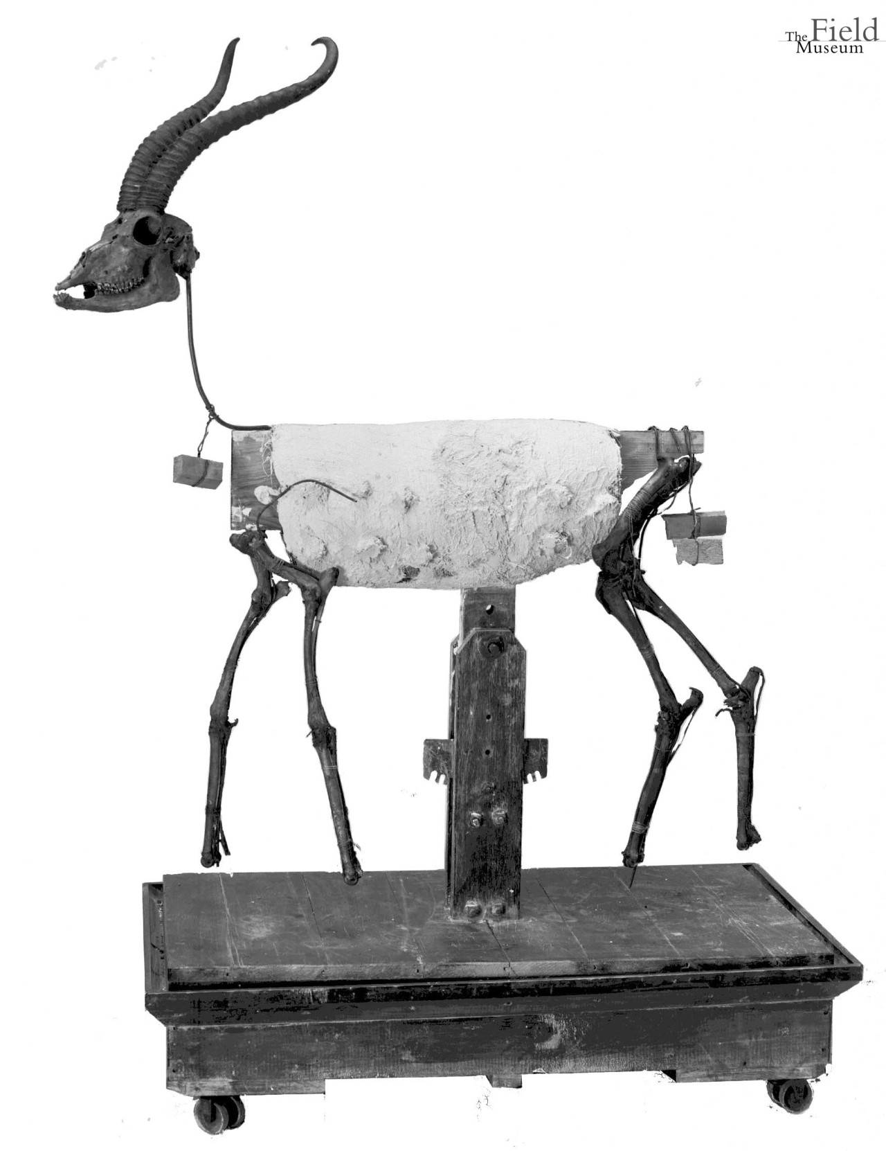 Throwback Thursday #172: Field Museum Photo Archives – Soemmerring’s Gazelle