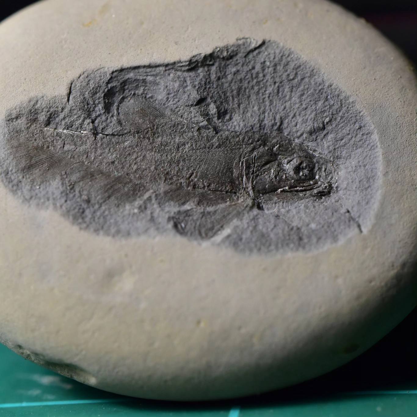 Fossil Friday #173: Elonichthys hypsilepus from Mazon Creek