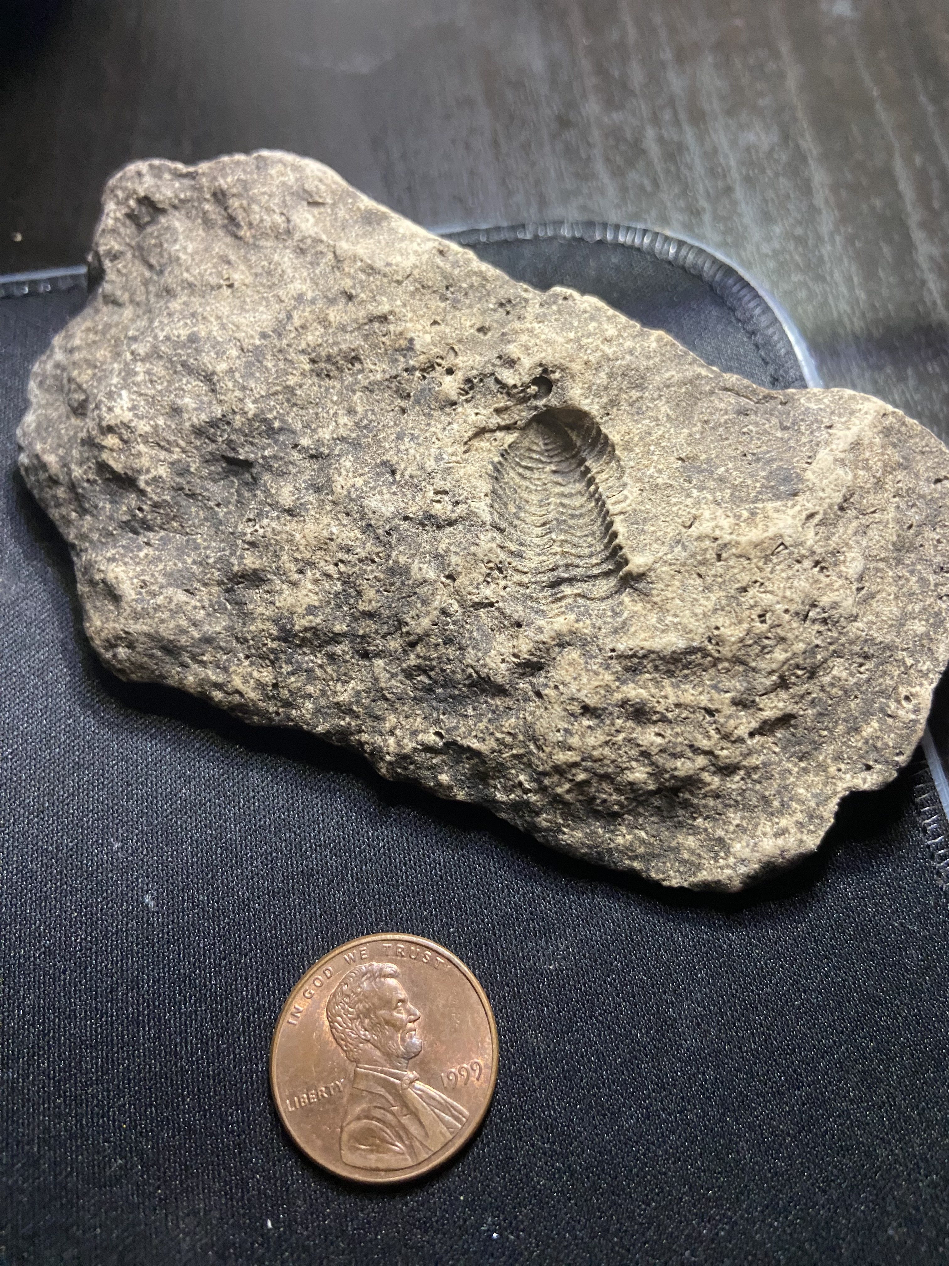 Fossil Friday #175: Calymene from Naperville