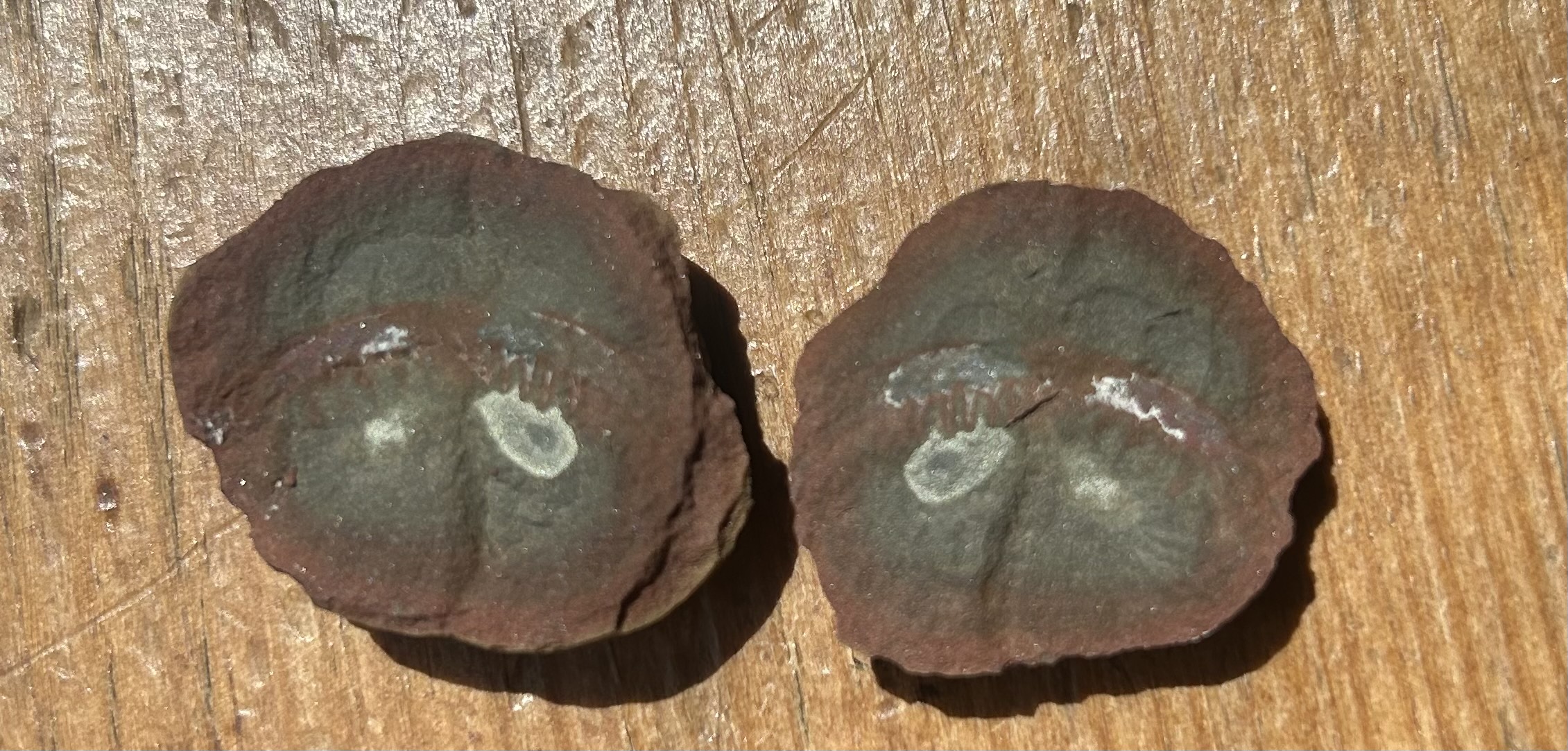 Fossil Friday #172: Mazoscolopendra richardsoni