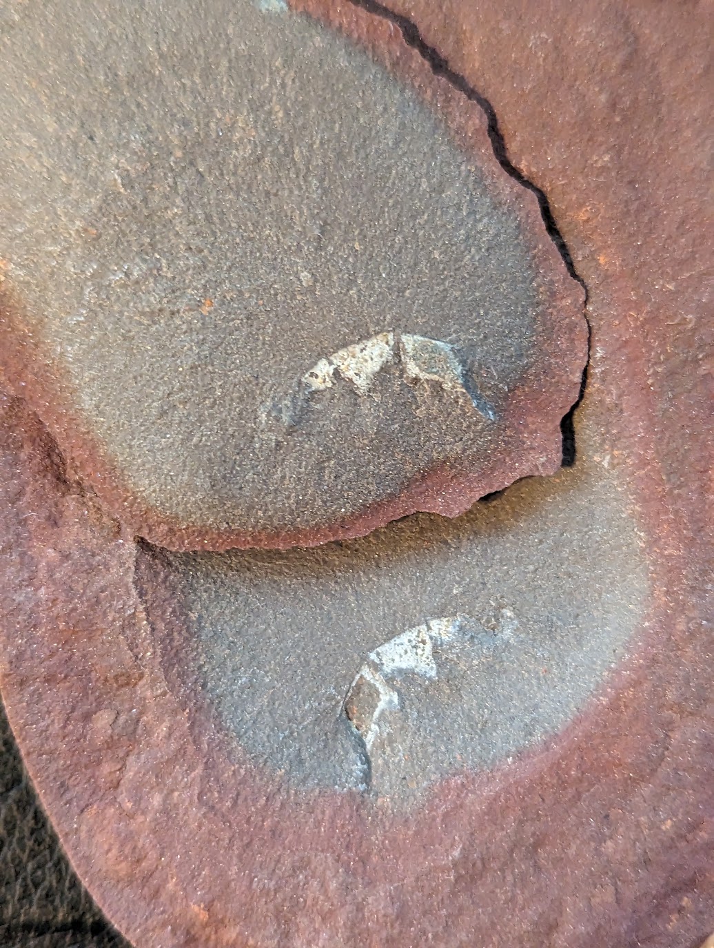 Fossil Friday #174: A Jellyfish with a Secret