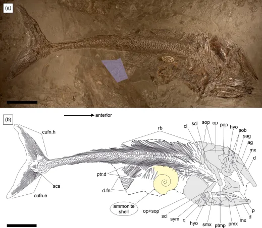 Jurassic era fish fossil found to have died from eating an overly large ammonite