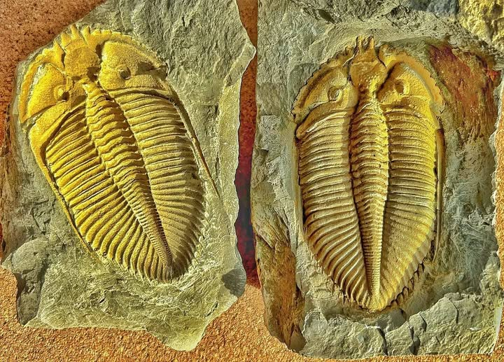 Trilobite Tuesday #44: Trilobite of the Month, August 2023