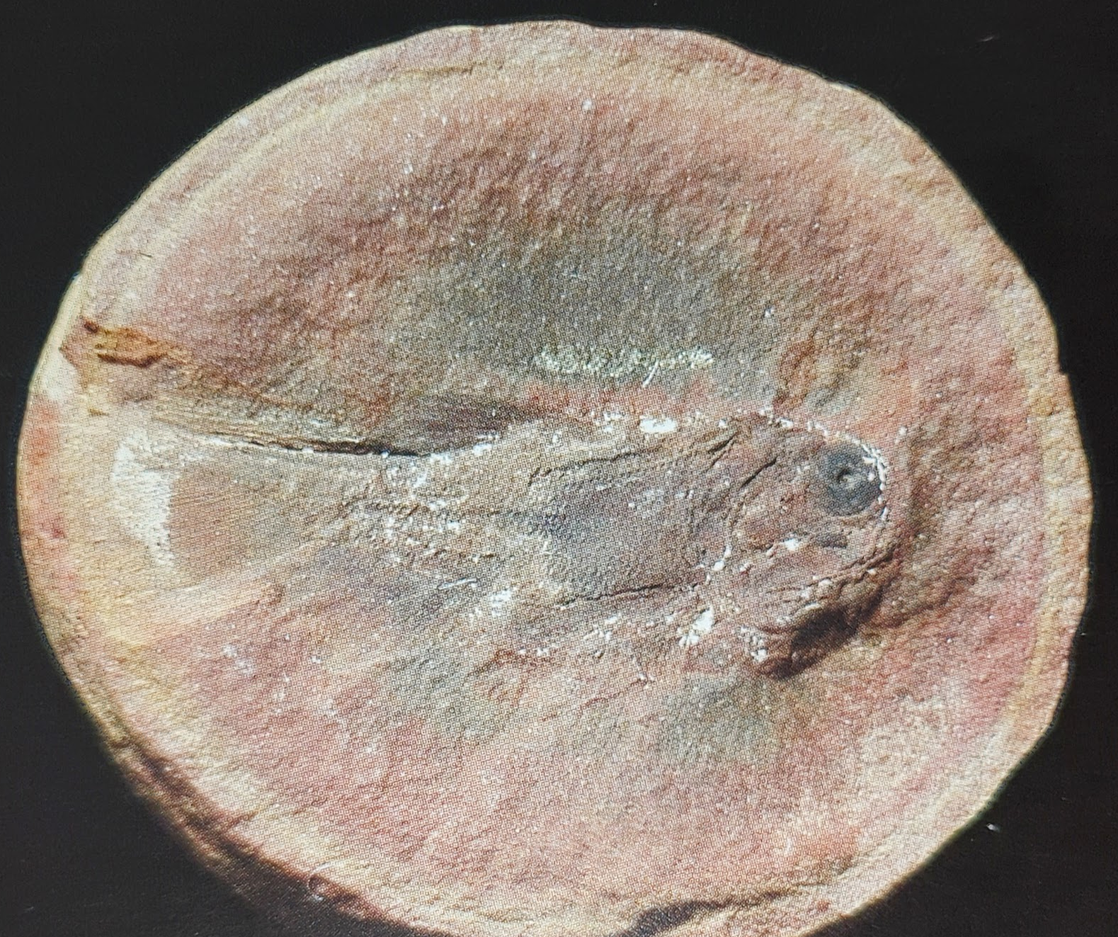 Mazon Monday #177: Elonichthys hypsilepus