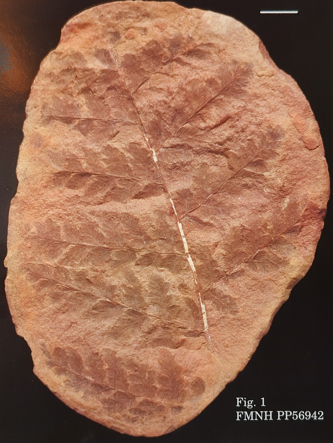 Mazon Monday #183: Sphenopteris plicata