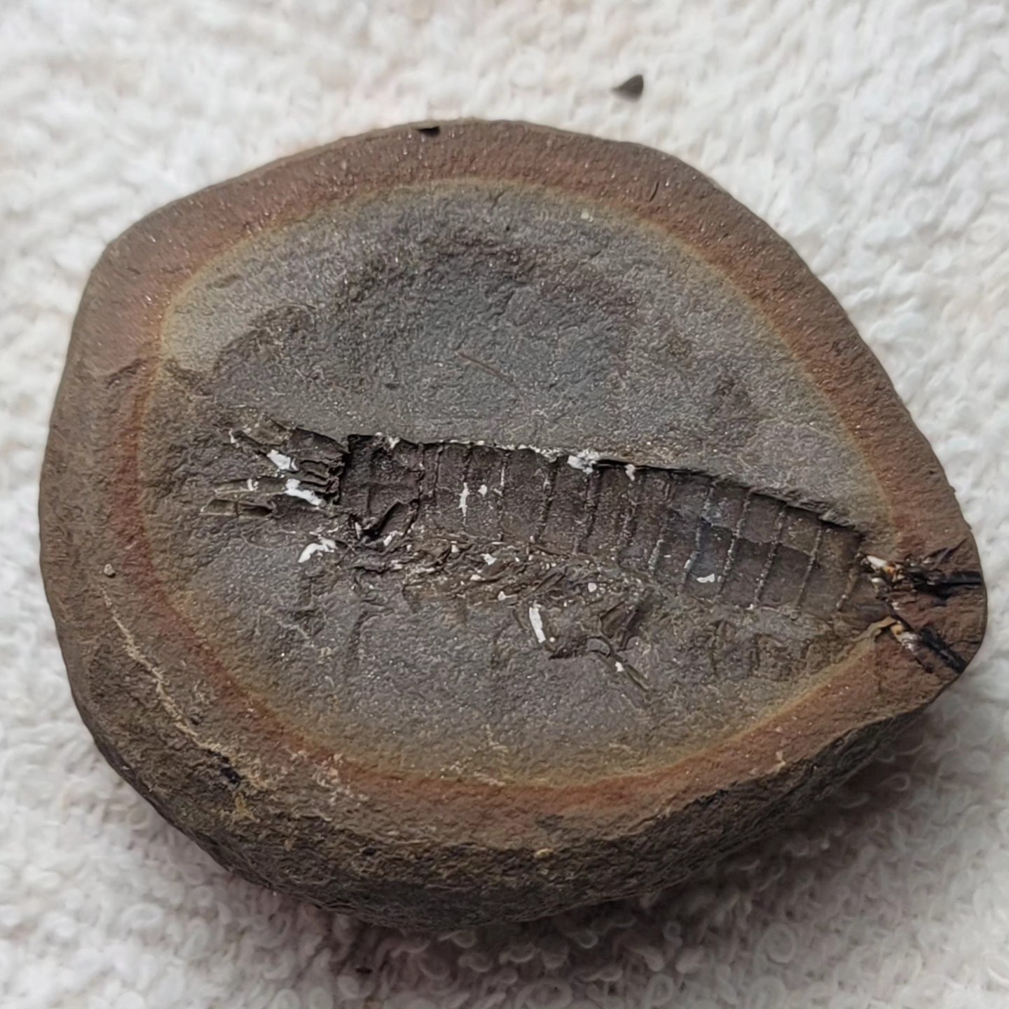 Fossil Friday #180: Acanthotelson stimpsoni