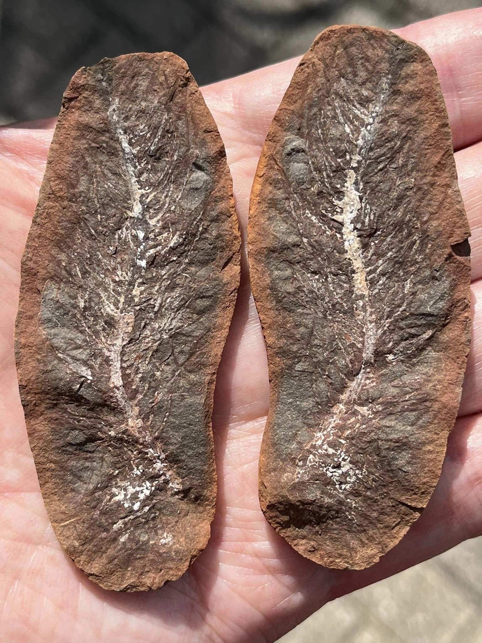 Fossil Friday #178: Radicites