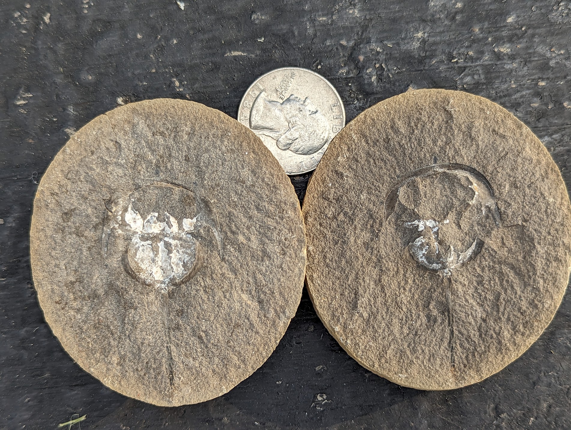 Fossil Friday #177: Euproops danae