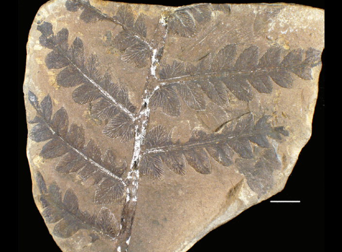 Mazon Monday #181: Mariopteris nervosa