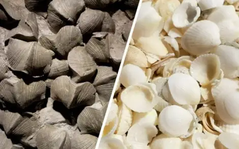 Long-Standing Question Answered – How Mass Extinction Paved the Way for Oysters and Clams