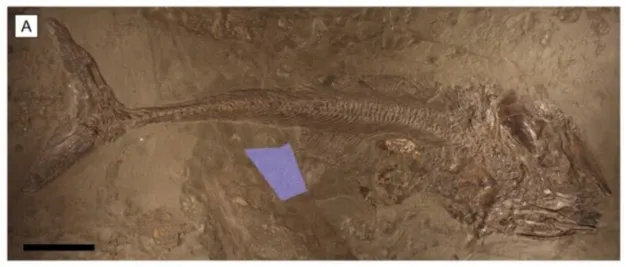 Fish’s big mistake preserved an unusual fossil for us
