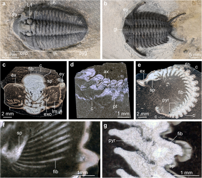 Trilobite Tuesday #45: Taphonomy of non-biomineralized trilobite tissues preserved as calcite casts from the Ordovician Walcott-Rust Quarry, USA