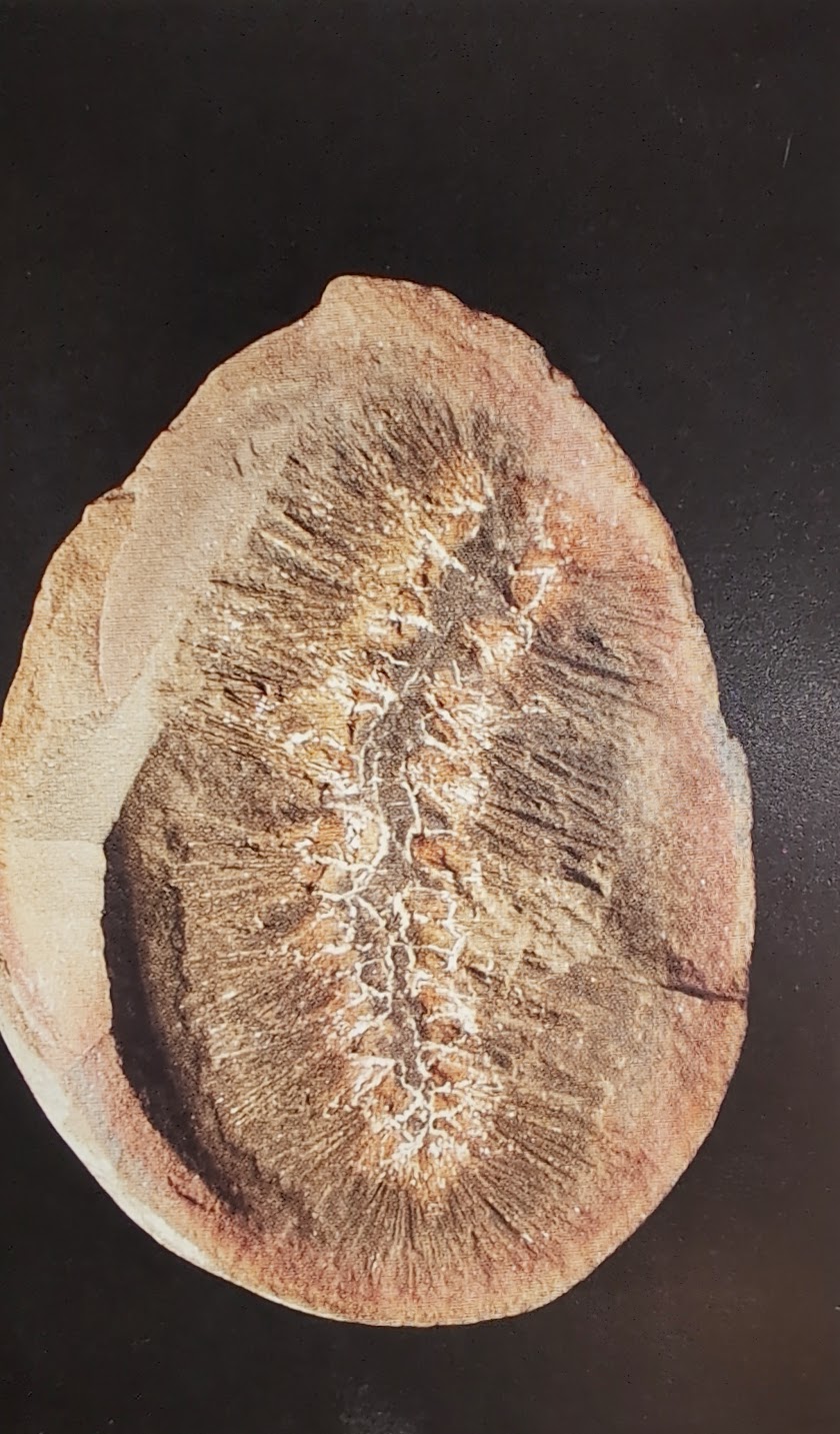 Mazon Monday #187: Palaeocampa anthrax