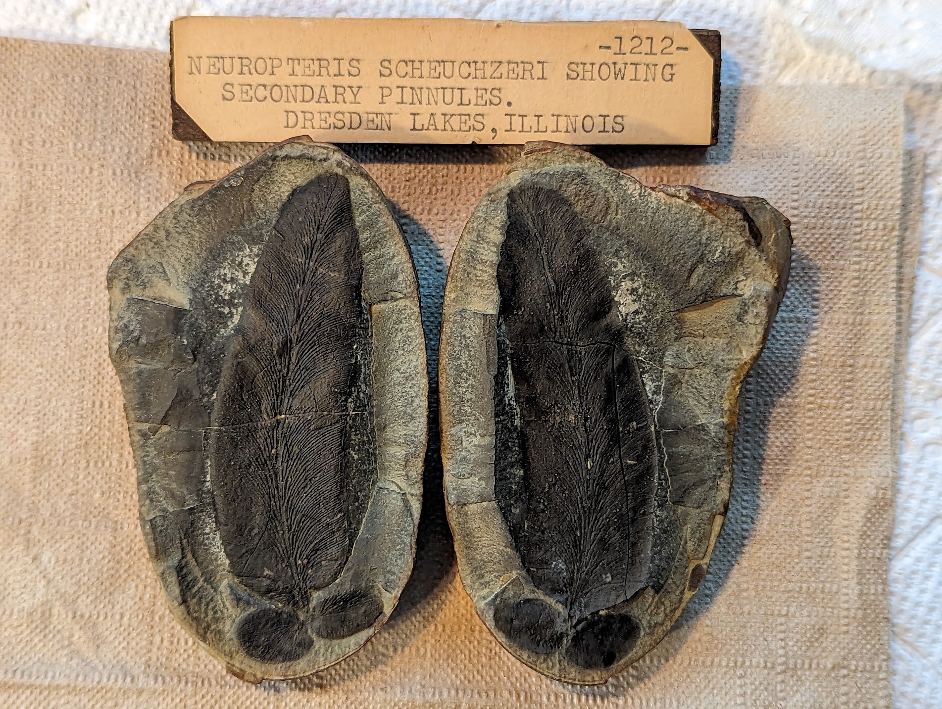 Fossil Friday #181: Macroneuropteris scheuchzeri