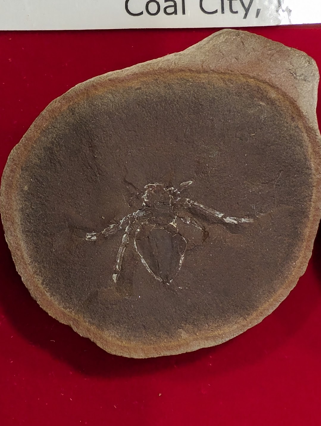 Fossil Friday #183: Mazon Creek Spider