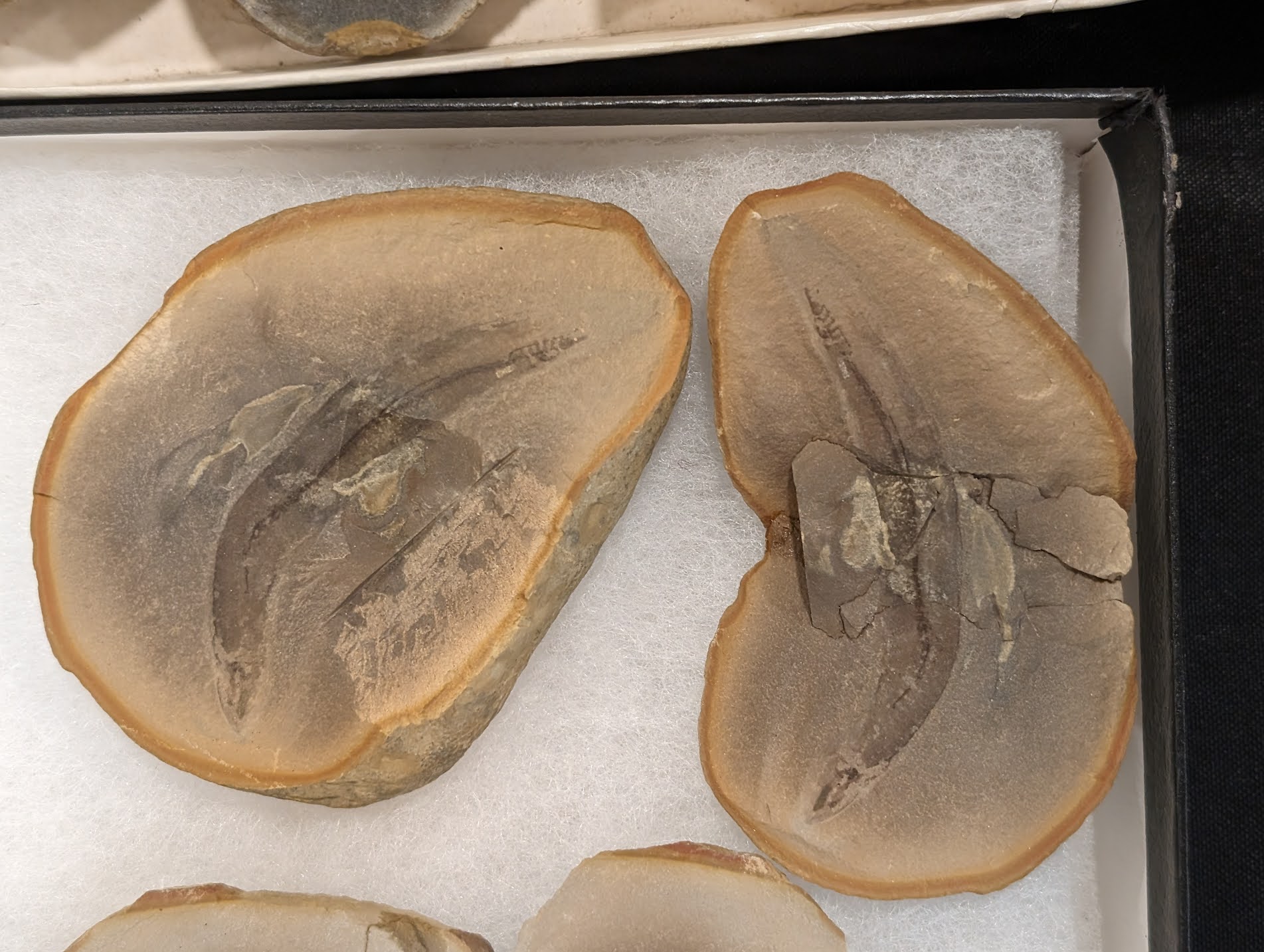 Fossil Friday #184: Gilpichthys greenei from Mazon Creek