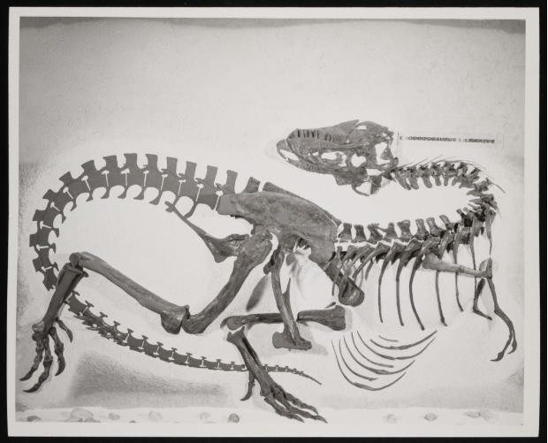 How Smithsonian Fossil Preparators Are Re-Excavating a Tyrannosaur from Its Past on Display