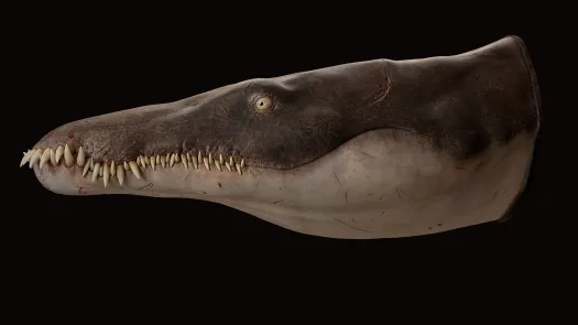 Jurassic pliosaur ‘megapredator’ was a giant ‘sea murderer’