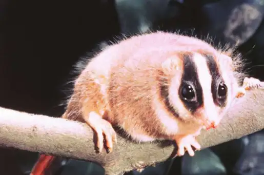 Feather-tailed possums in New Guinea were originally Aussies, according to fossil study