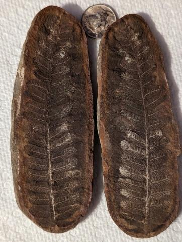 Mazon Creek Fossil Day, October 14th, 2023, 10 AM to 3 PM, Coal City Public Library