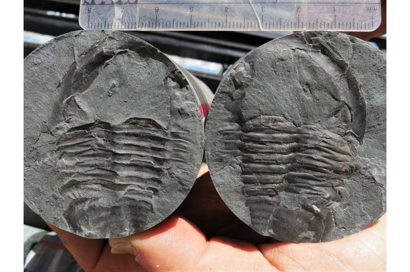 Trilobite Tuesday #47: Six new species of Western Australian trilobites discovered