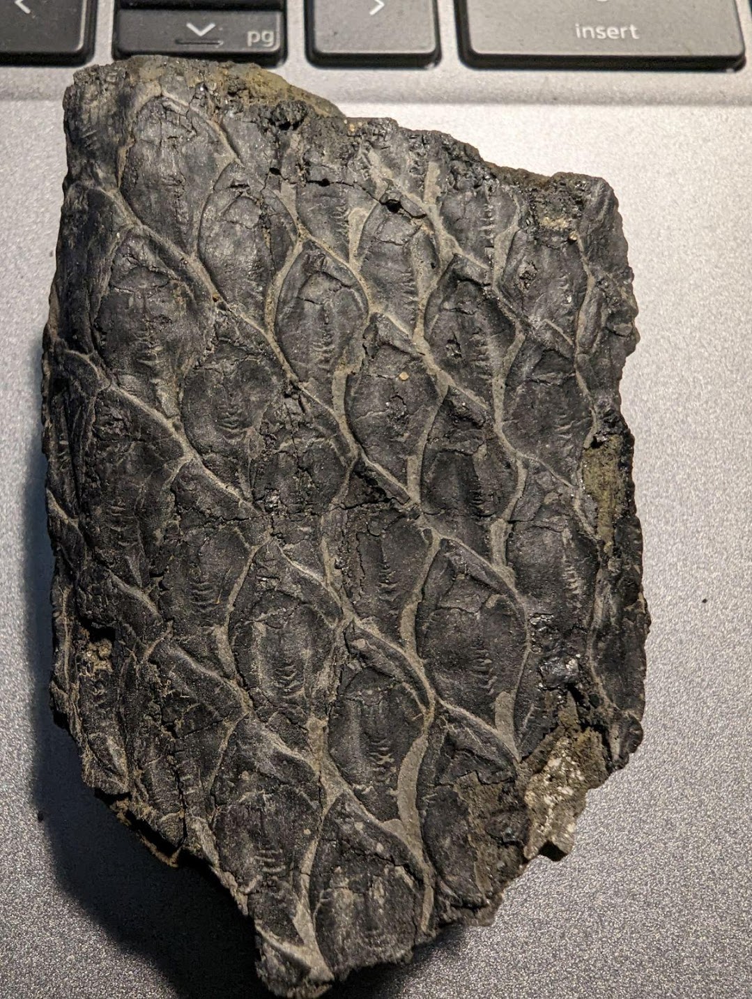 Fossil Friday #182: Lepidodendron Bark