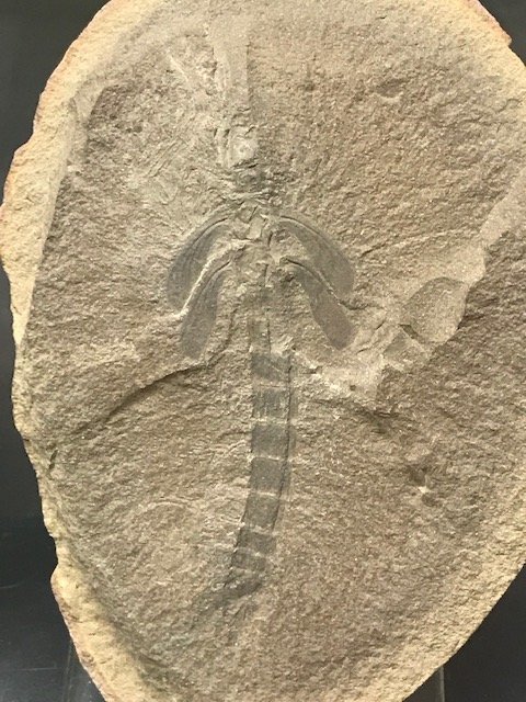 Mazon Monday #192: Mischoptera douglassi