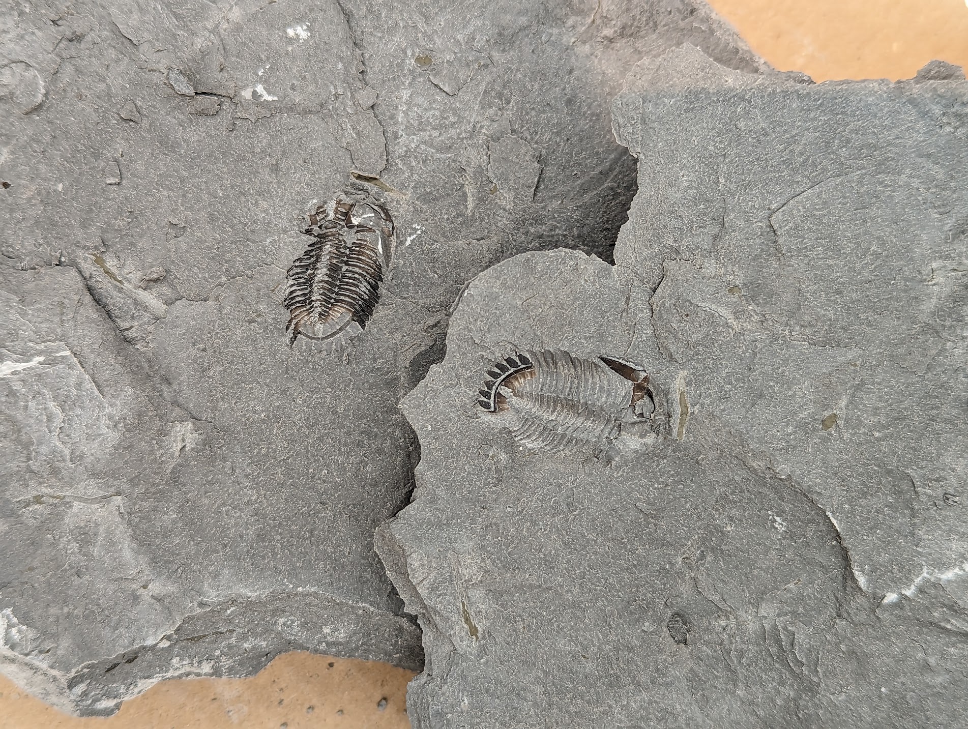 Fossil Friday #186: Greenops sp. from Penn Dixie