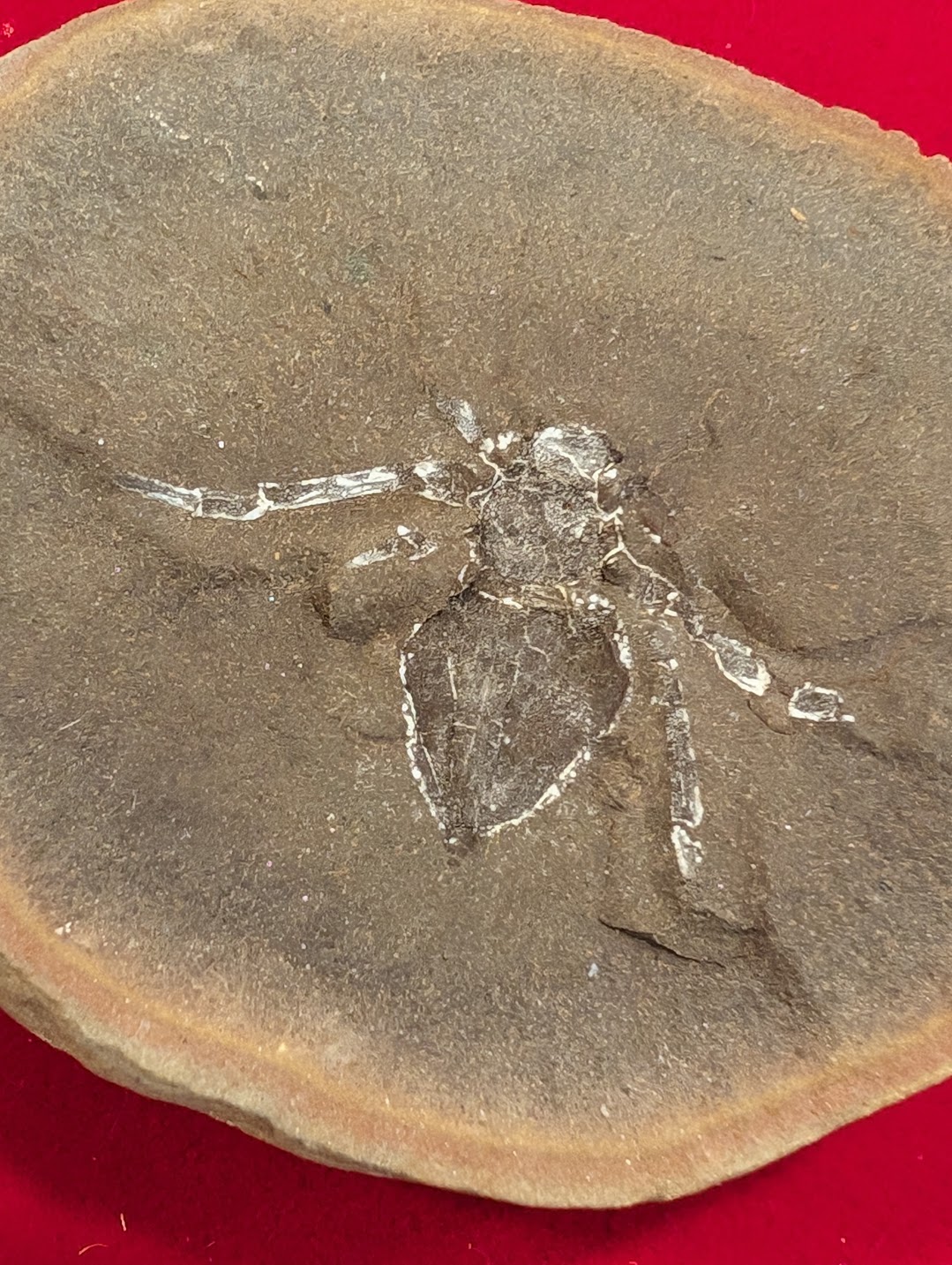 Mazon Monday #190: Amarixys sulcata