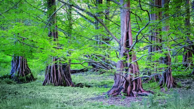 Wyoming Couple Finds Forest of Gigantic 60 Million-Year-Old Petrified Trees
