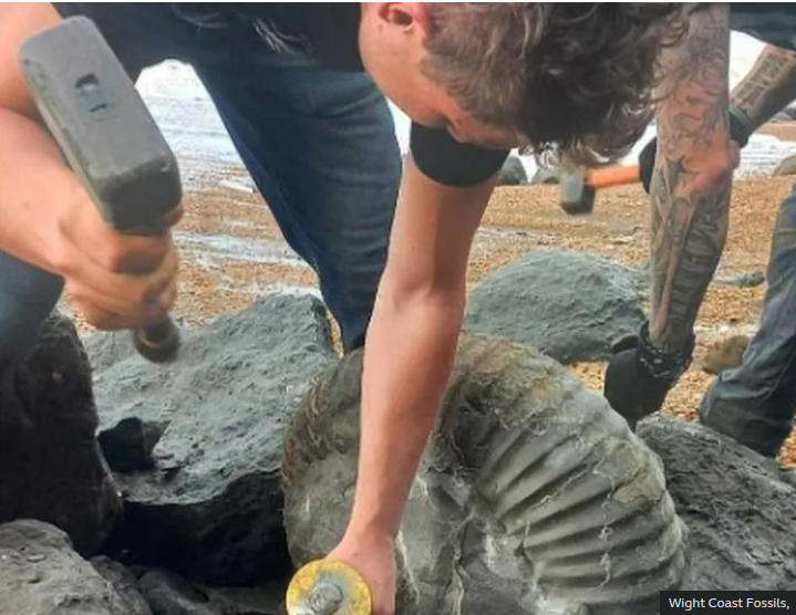 Isle of Wight: Enormous fossil ammonite dug out from boulder