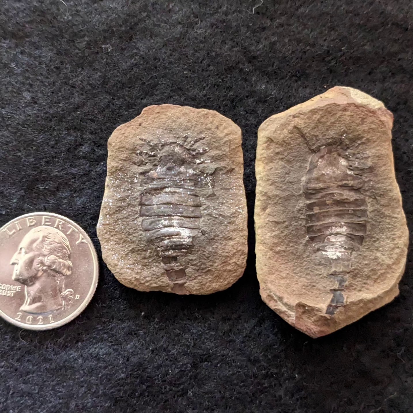 Fossil Friday #185: Adelophthalmus mazonensis